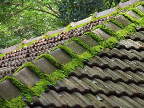 Démoussage de toiture à Sainte-Colombe